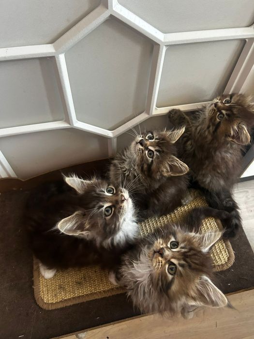 Мейкуны продаются