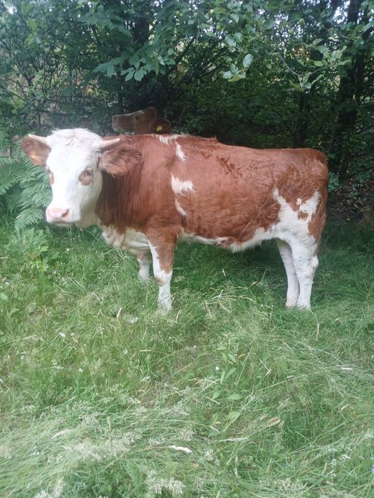 Vând 4 Juninci si un taur belgian