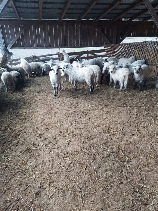 Miei buni de vanzare