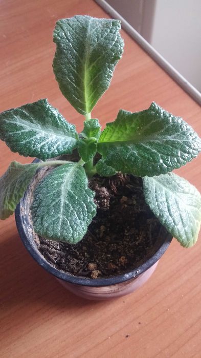 Эписция комнатная