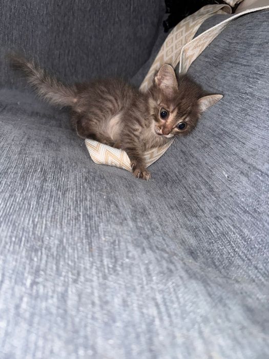 Котеночек в добрые руки