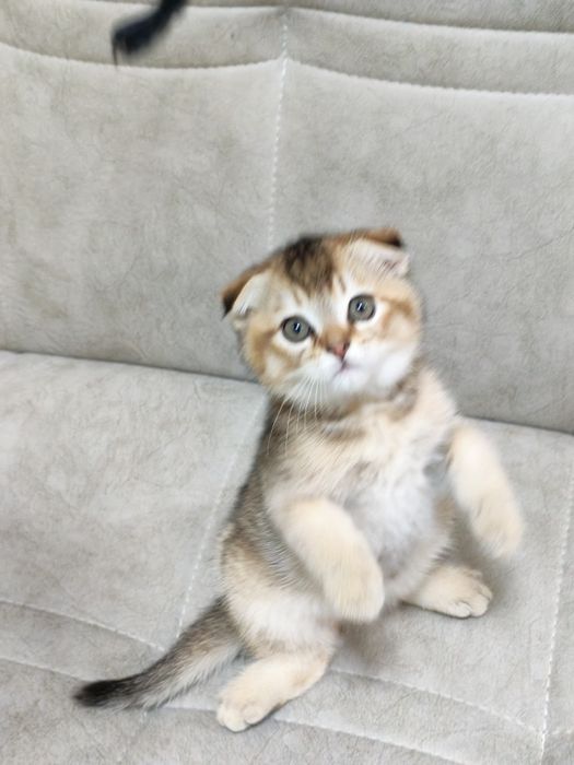 Золотая шиншилла  скотиш фолд