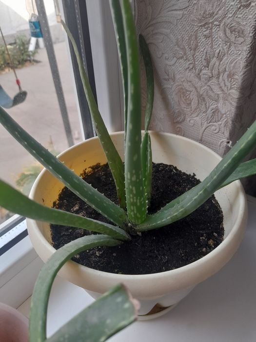 Продам  алоэ молодые