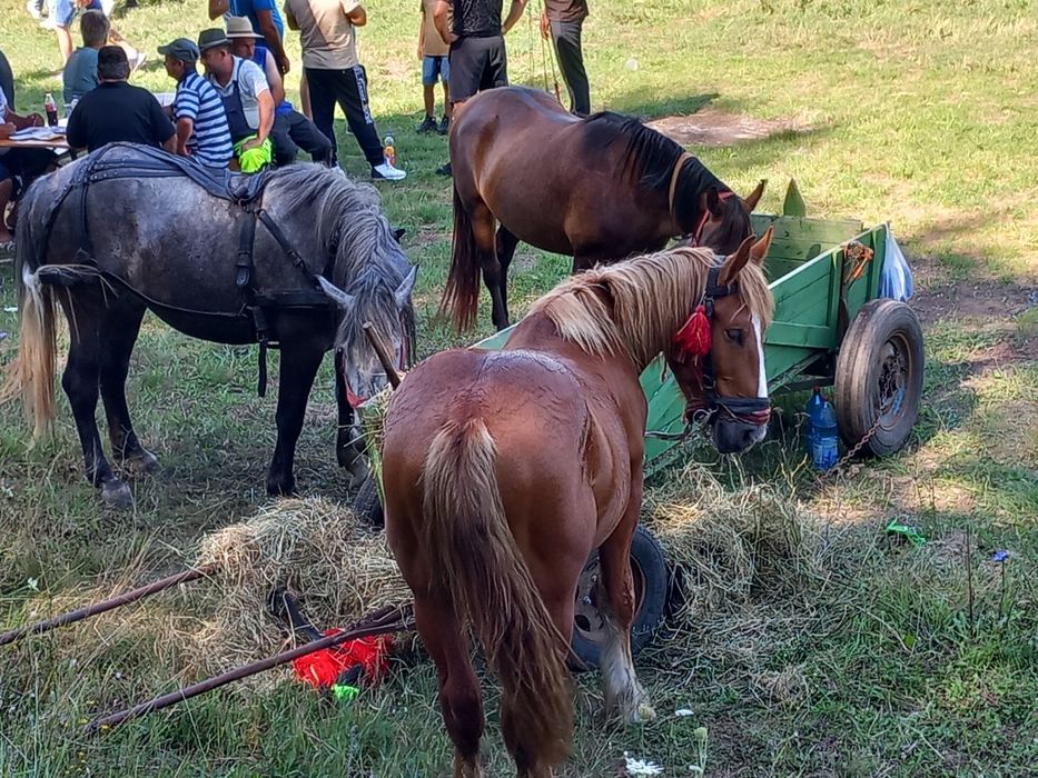 Vind o iapa un cal și un minz