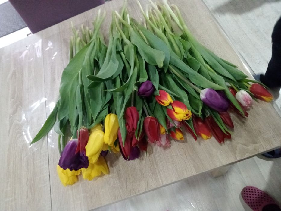 Продам тюльпаны. Тюльпан -600тг