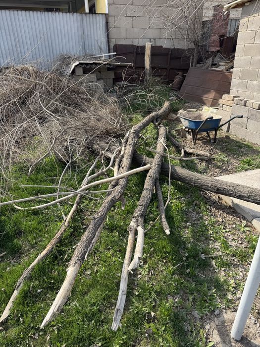 Отдам бесплатно срубленное дерево