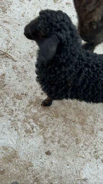 қозылы қой. 2жарым айлык