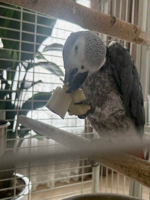 Попугай Жако (окольцованный)