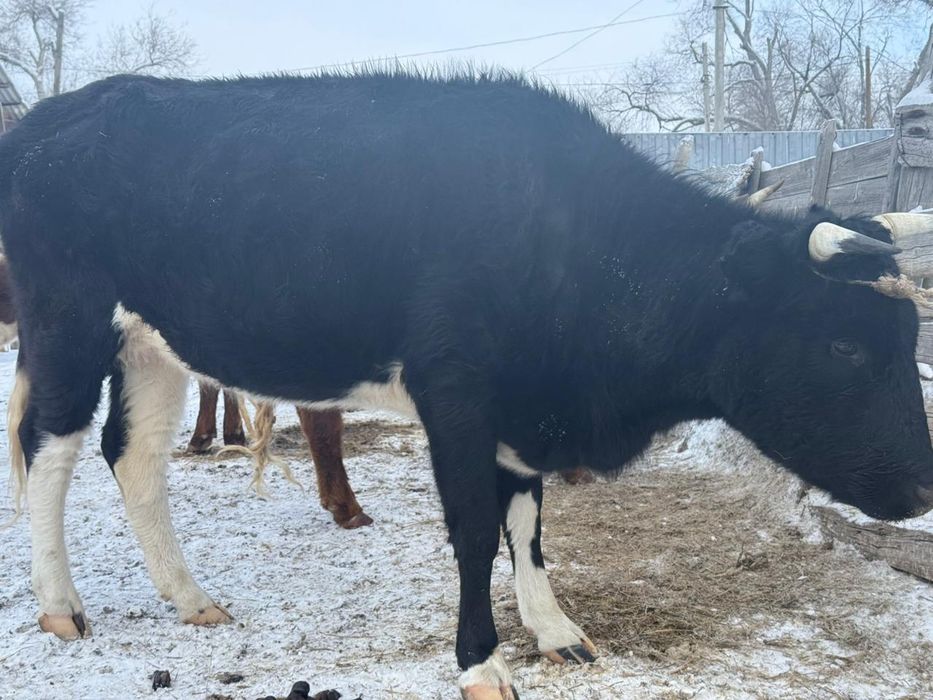 Корова продаются