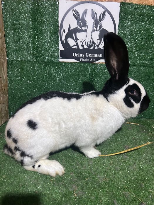 Mascul Fluture German