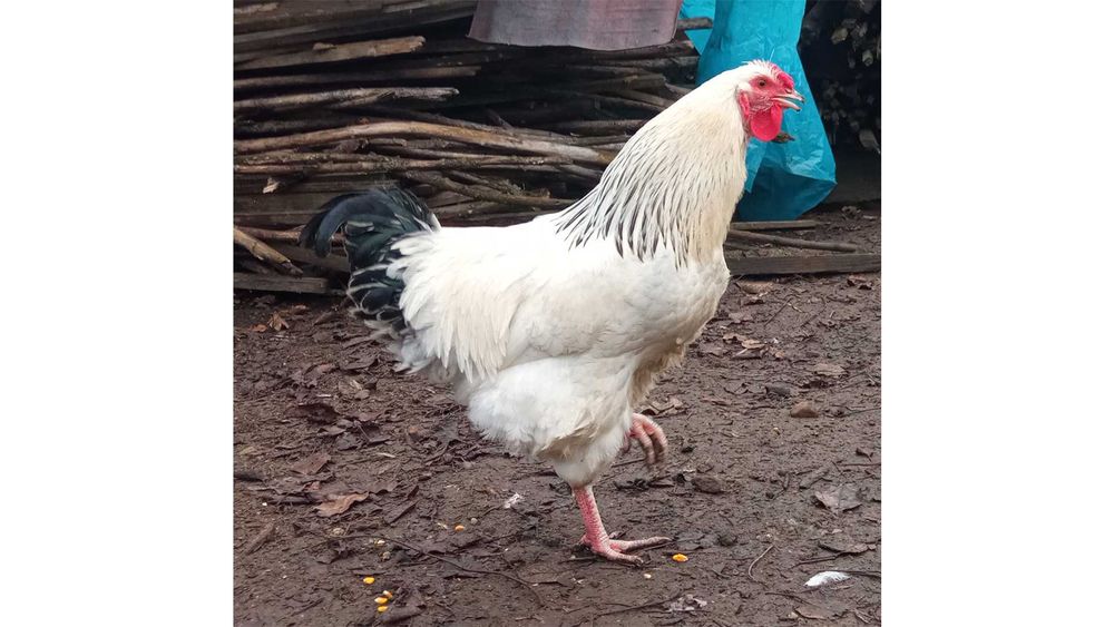 Vand Cocosi sau Schimb Cu Gaini Ouatoare