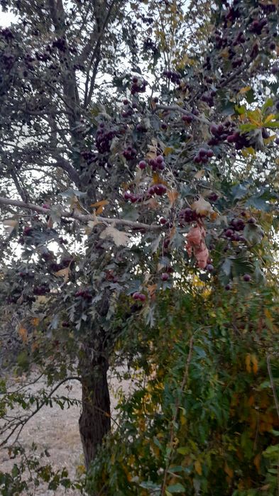 Ховли сотилади Карши туман Файзобот кишлоги