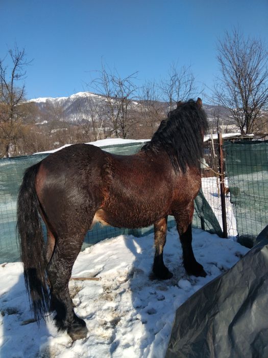 Vând armăsar de 3 anișori 111111222222222222222222222222