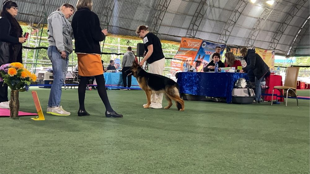 Предоставляю услуги хендлера/кинолога