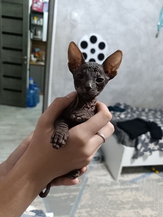 продаются котята Сфинксы