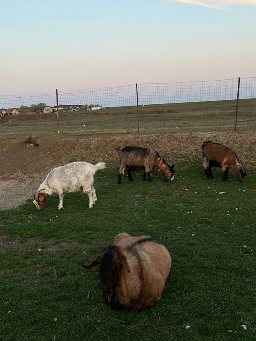 Vând capre din pozele