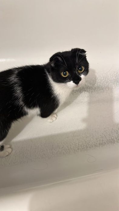 Бесплатно в добрые руки!