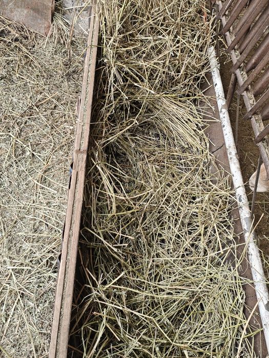 Эспарцет по 1800 сено шөп