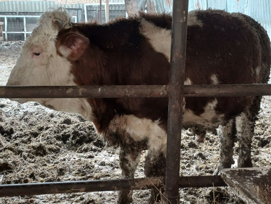 Продам бычка 11мес