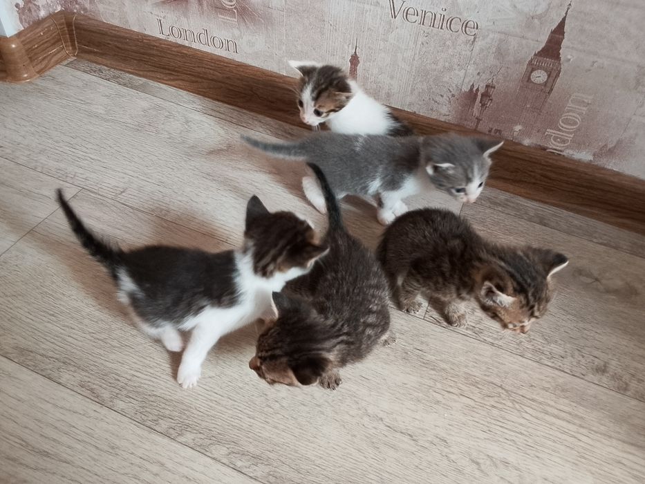 Отдадим котят в добрые руки