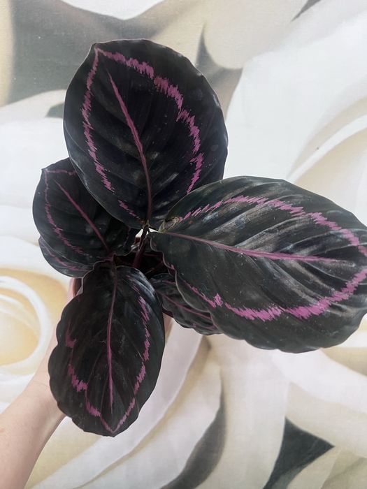 Калатея разные сорты