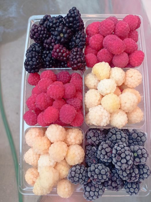 Замороженные Малина есть Музлатилган Малина Смародиналардар бор