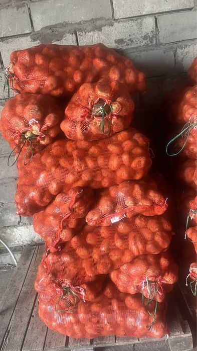 Картофель тендерный