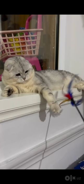 Очаровательная девочка Скотиш Фолд
