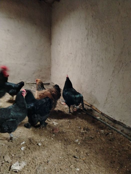 Qora shaxzoda xo’rozlari sotiladi