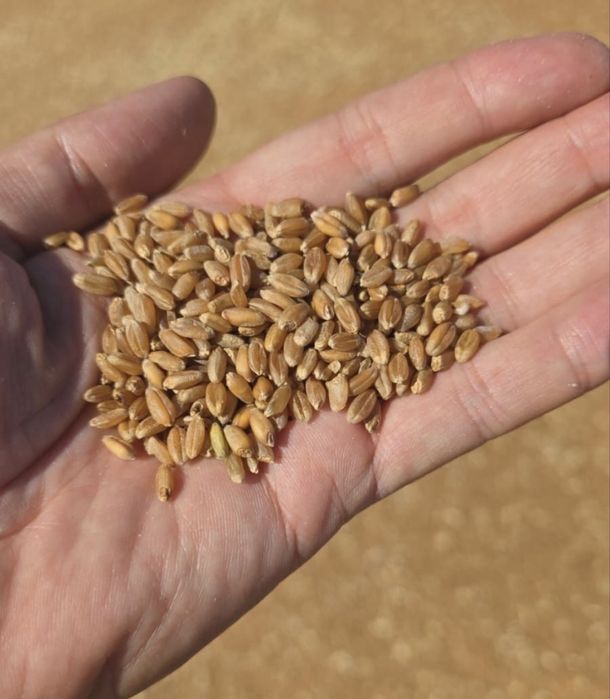 Пшеница Арпа до склада