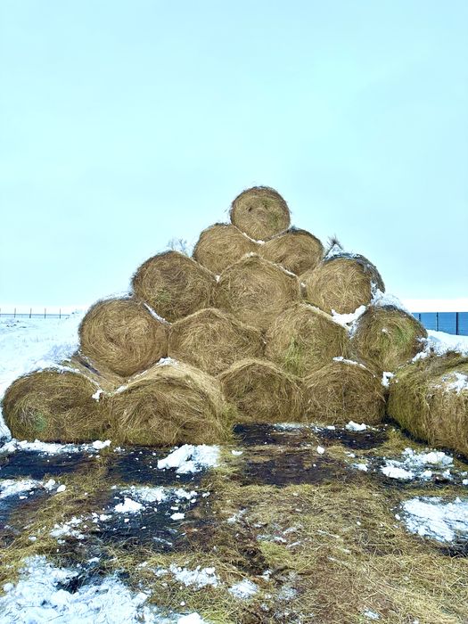 Сено Шөп Житняк