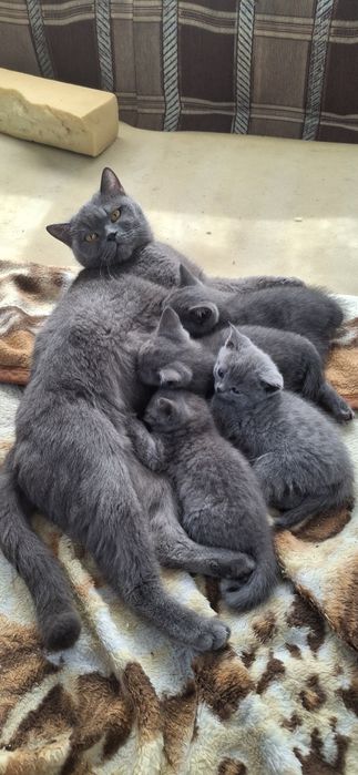 Продам котят британцев
