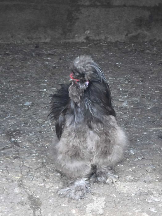 Vand cocoși brahma,matase japoneză si conchinchina