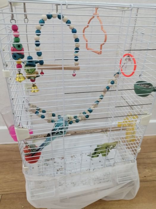 Продам попугая с клеткой