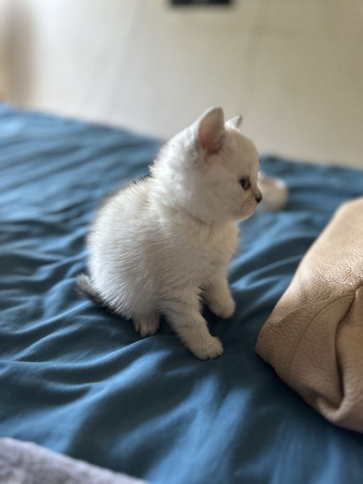 Продам породистых котят