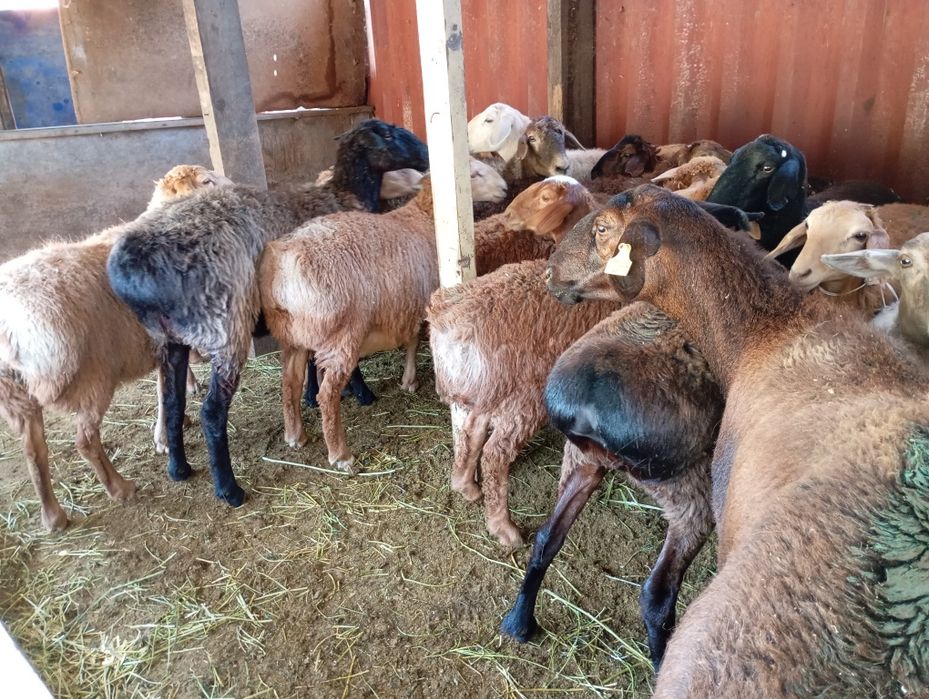 Семиз кой сатылады