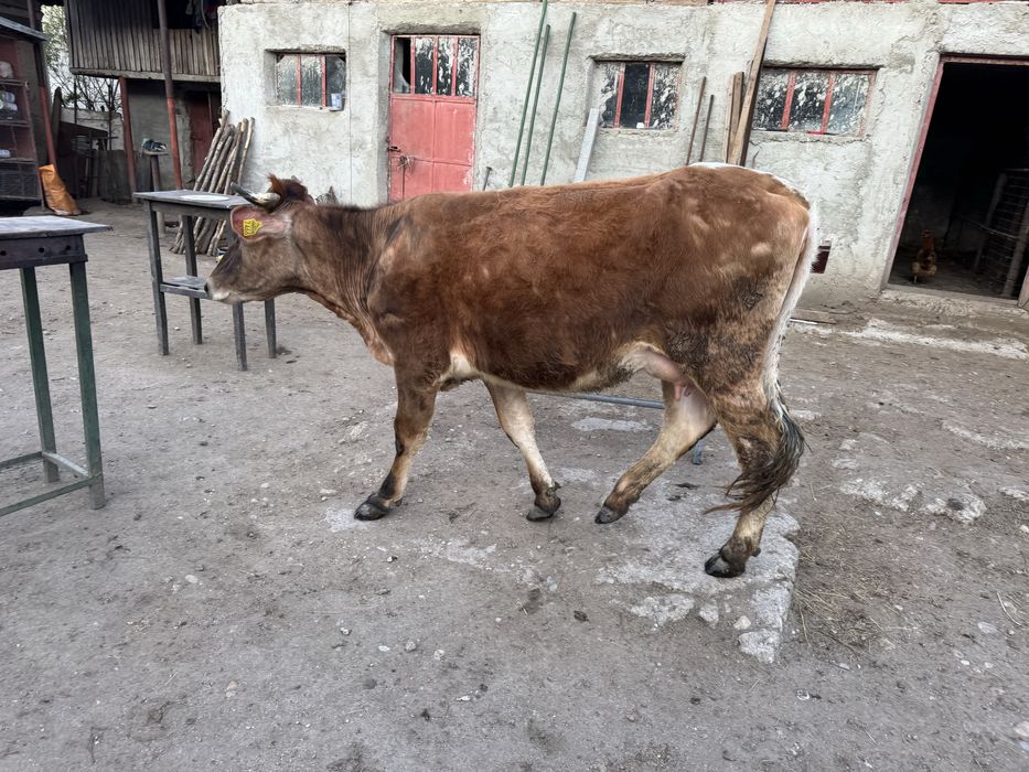 Vaca  baltata romaneasca