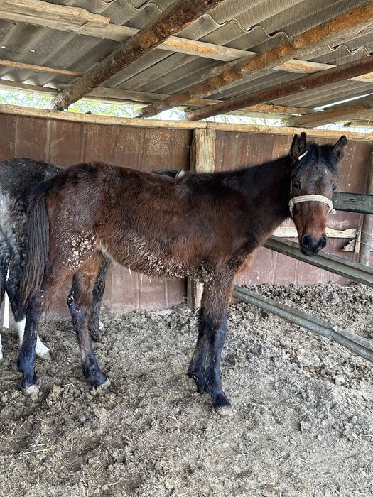 Тай сатылады еркек