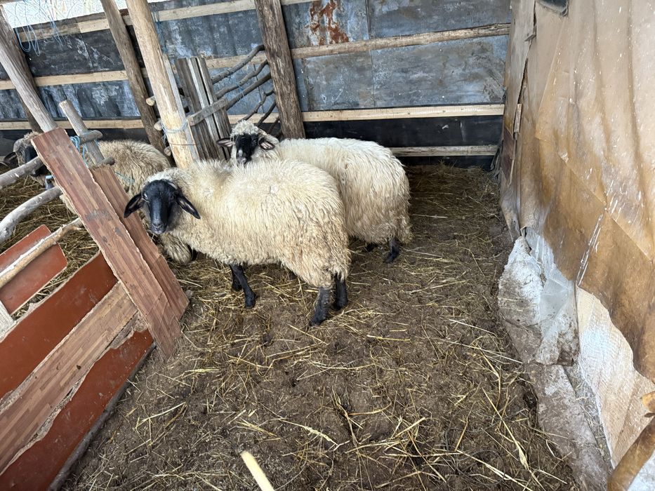 Vand unu din doi berbecuti