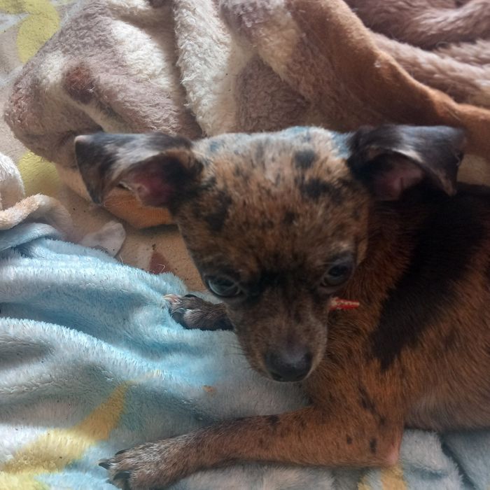 ПРОДАВА се женско чихопинчерче