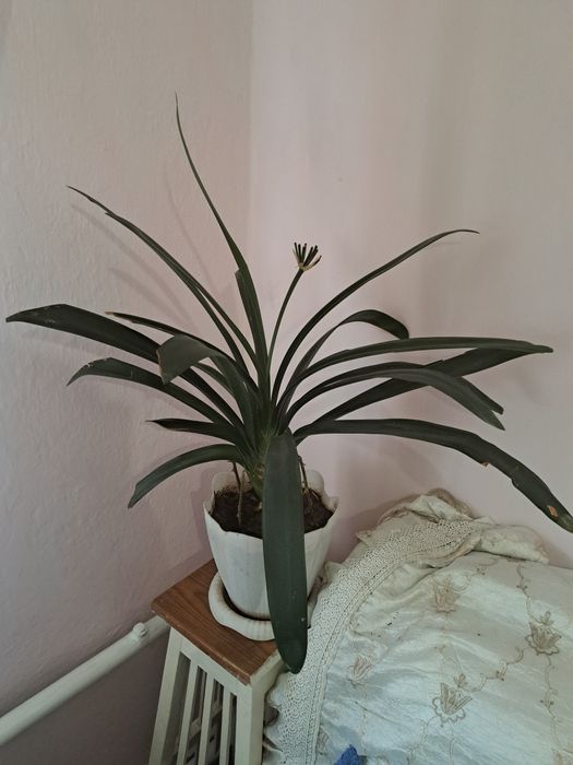 Комнатные  растения