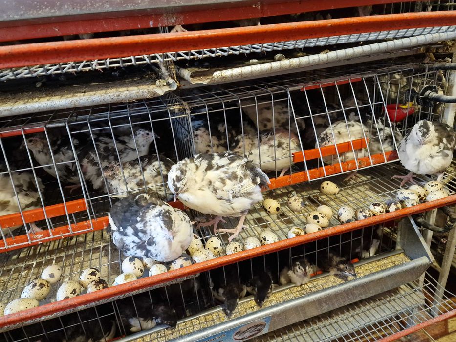 Ouă de prepeliță pentru consum sau incubat.