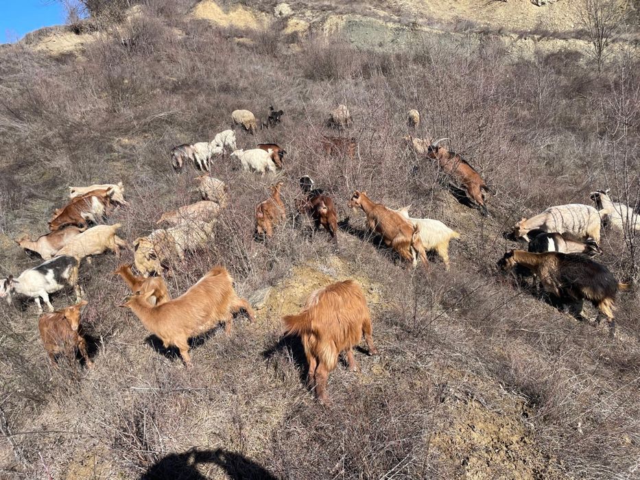 Capre de vânzare – bune de lapte, crescute la țară
