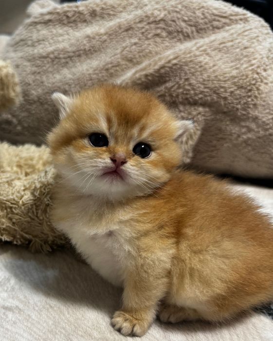 Pui Scottish Fold golden