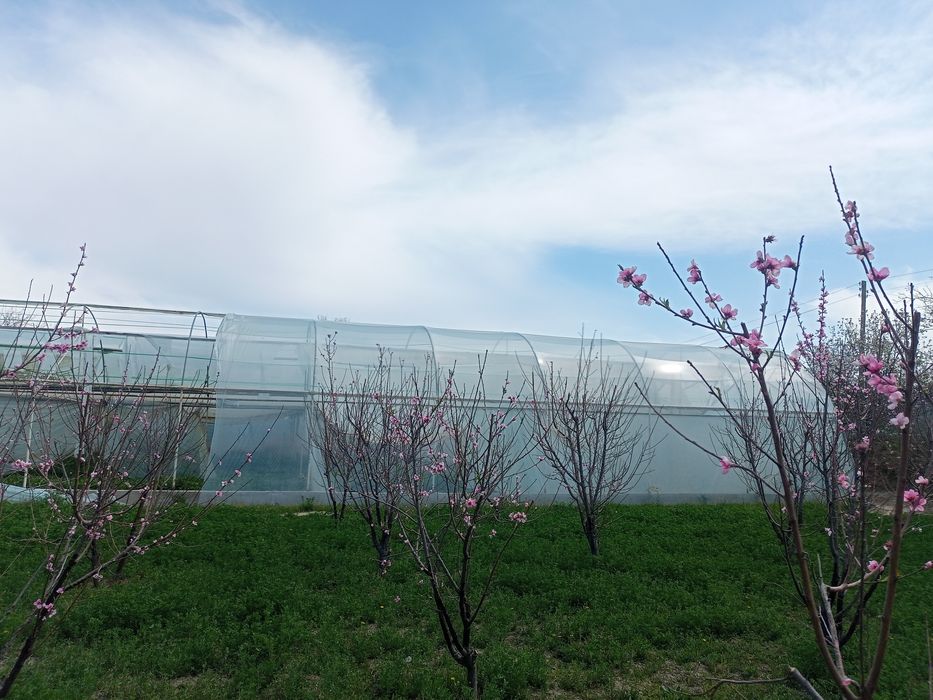 Парник 6 сотокли