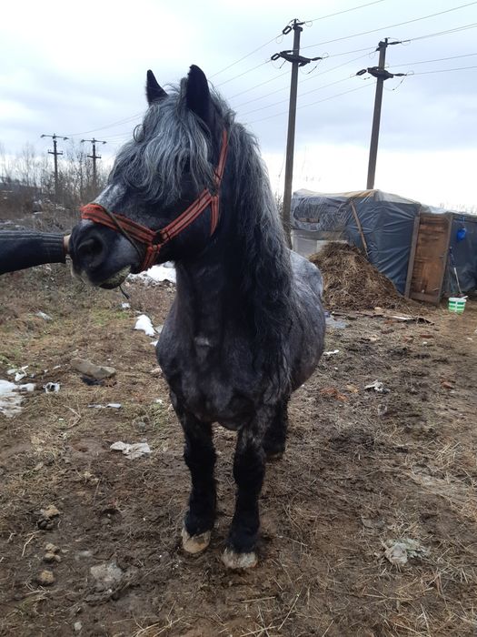 De vanzare hărmăsar bun de ham