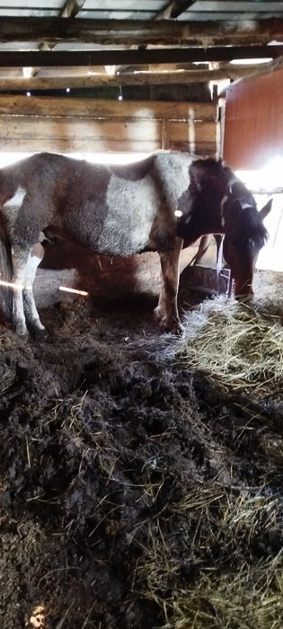 Жеребец 7 лет 750000