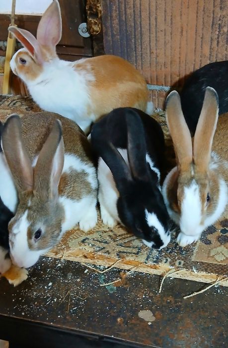 Hycole francez tineret