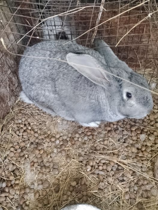 Продам кроликов шиншилла