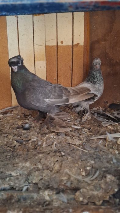 Голуби с игровых крови но пот сеткой сидя плот хорошый